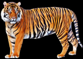 Picsart tiger manipulation png download (1)