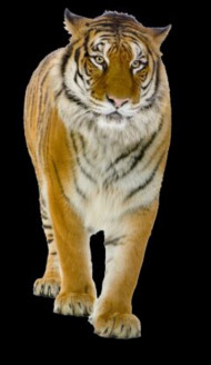 Picsart tiger manipulation png download (2)