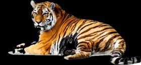 Picsart tiger manipulation png download (3)