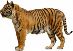 Picsart tigrer png download (2)