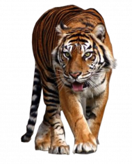 Picsart tigrer png download (3)