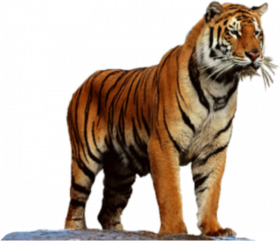 Picsart tigrer png download (4)