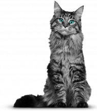 Picsart  Transparent Background Cat Png, Png Download