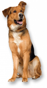 Picsart transparent background dog png