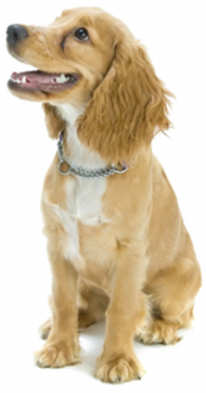 Picsart transparent background dog png