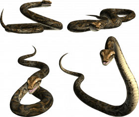 Picsart transparent snake png
