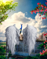 Picsart wings Cb Naturak Background