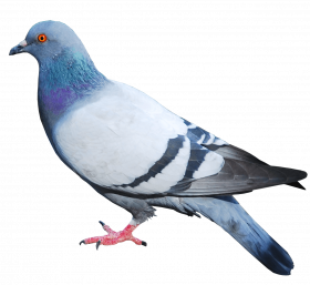 pigeon png image   hd png