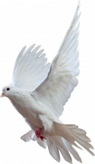 Pigeon Transparent PNG Photo