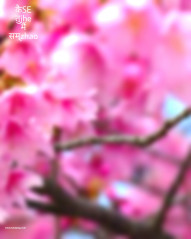 pink cb editing background