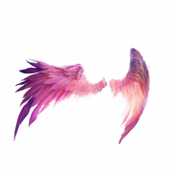 Pink wing transprent background