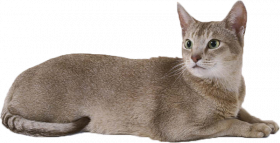 Png Cute Baby Cat hd