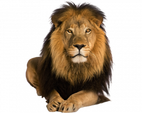 Premium lion transparent png