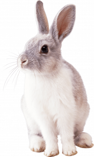 pro Rabbit png