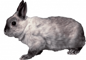 Rabbit editing png