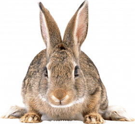 Rabbit png hd free