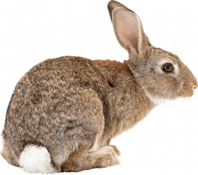 Rabbit png image