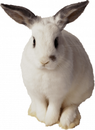 Rabbit png image download