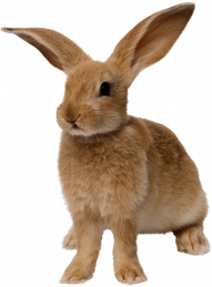rabbit png image  hd png