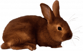 Rabbit png vector