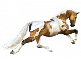 Racing horse horse hd png download