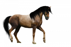 Racing horse png hd images