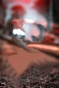 Rd debu cb background (3)