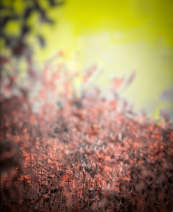 Rd debu Cb editing background download (3)