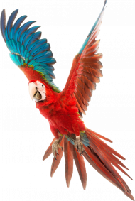 Red Parrot PNG Transparent Images Free Download
