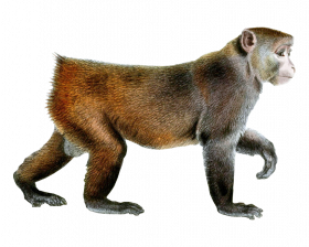 Red walking monkey png