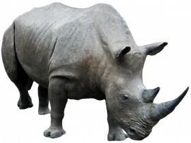 rhinoceros free png image   hd png
