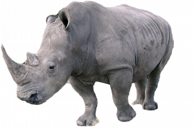 rhinoceros png