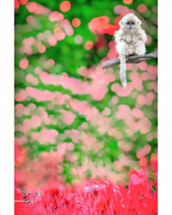 Rites editor full hd cb editing background