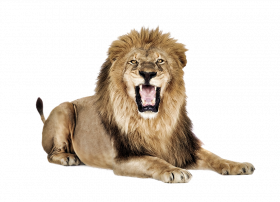 Roar lion hd transparent png