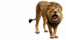 Roaring lion full hd png
