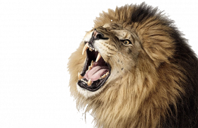 Roaring Lion PNG Photos copy