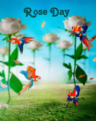Rose day cb background