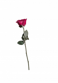 Rose editing png,Rose transparent png images