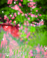 Rose editor cb editing background