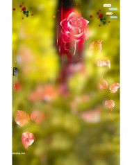 Rose hd cb editing background