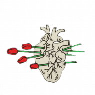 Rose in heart Hd png