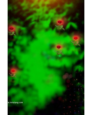 Roses cb background free download