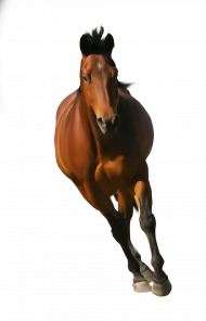 Running hd horse png