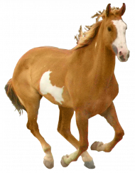 Running horse full hd png