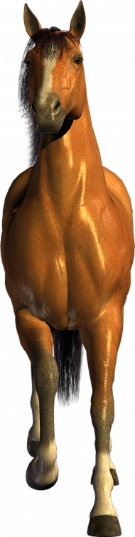Running horse png img