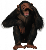 Sad  chimpanzee monkey transprent background png