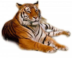 Sad tiger png