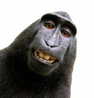 Selfie monkey png