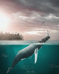 Shark editing background