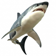 shark picture